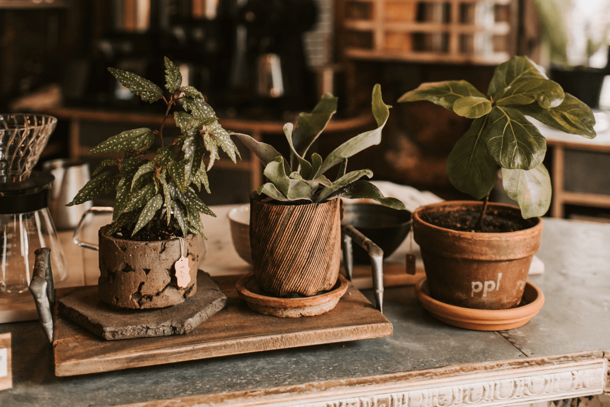 Sustainable Practices in Our Café
